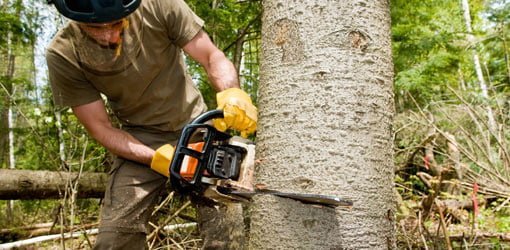 Tala de árboles con motosierra Tala de árboles con motosierra