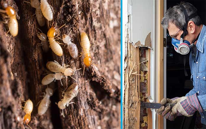 Daños en la casa de las termitas, visto junto a un trabajador de control de plagas quitando las termitas