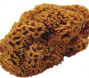 Acristalamiento esponja bicolor