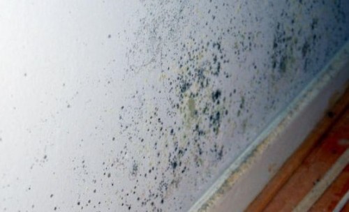 Una foto de la pared de una casa con moho. Una foto con della Muffa