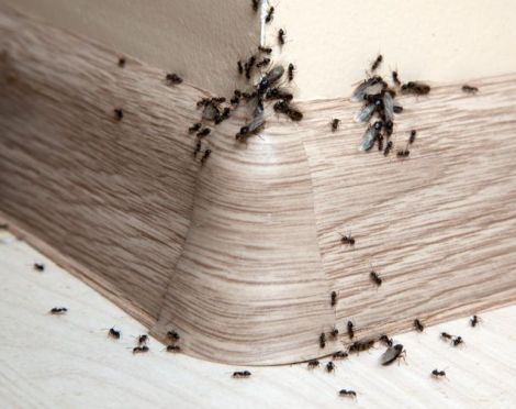 Una plaga de hormigas en la casa.