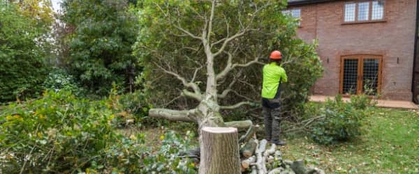 árbol cae casa árbol cae casa