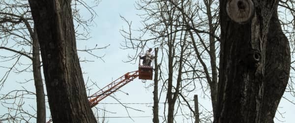 árbol de línea eléctrica árbol de línea eléctrica
