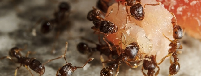 Un cebo envenenado contra las hormigas.