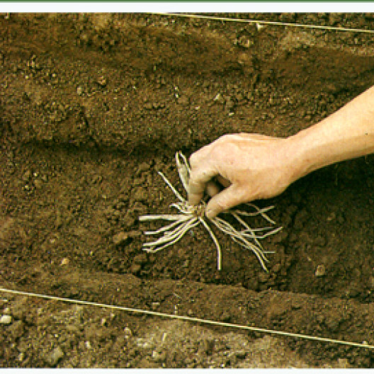 La garra se coloca en el fondo del agujero. Se debe tener cuidado de distribuir las raíces uniformemente sobre la protuberancia de la tierra.
