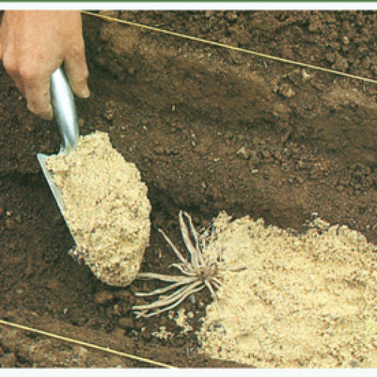 Luego, las garras se cubren con arena que, al proporcionar drenaje, evitará que se pudran.