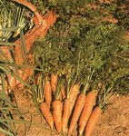 Siembra y cultivo de zanahoria.