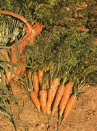 Siembra y cultivo de zanahoria. 