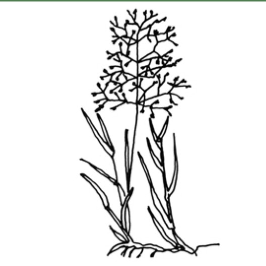 Bentgrass es una especie con hojas finas, que teme la sequía pero resiste bien el pisoteo.