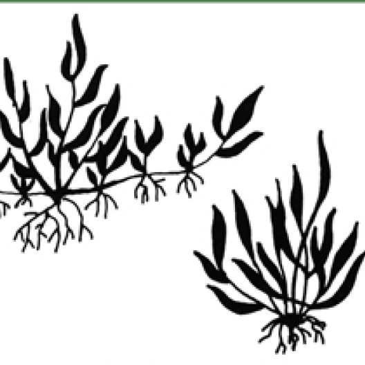 Se hace una distinción entre especies de pastos rastreros (izquierda), que se multiplican espontáneamente por estolones, y especies de césped (derecha).