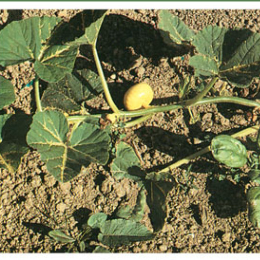 Las calabazas crecen lateralmente en el tallo principal. Para favorecer el desarrollo de algunos frutos, la planta se poda sistemáticamente.
