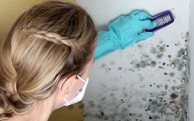 eliminar el moho negro de las paredes