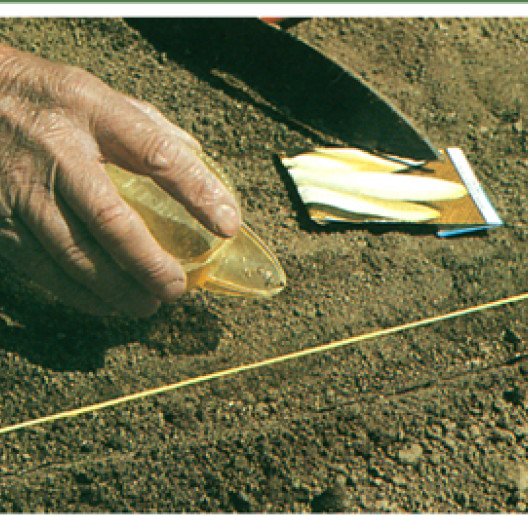El cultivo de la escarola comienza con la siembra en hileras, en hileras separadas unos 30 cm.