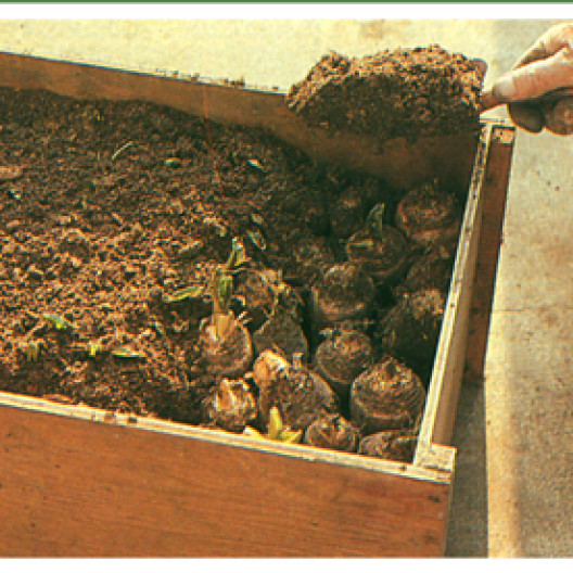 Una caja de madera llena de turba es un excelente contenedor para forzar las raíces de las escarolas.