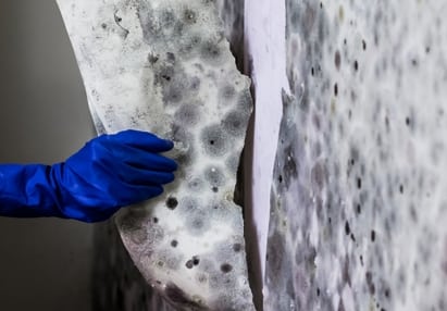 errores de eliminación de moho