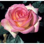 Meilland ha creado muchas variedades como la rosa