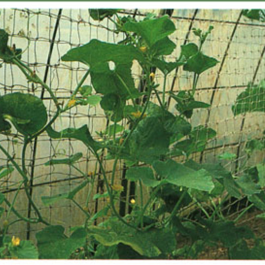 El cultivo de melones en invernaderos es muy rentable. Aquí están bien entrenados en las redes.