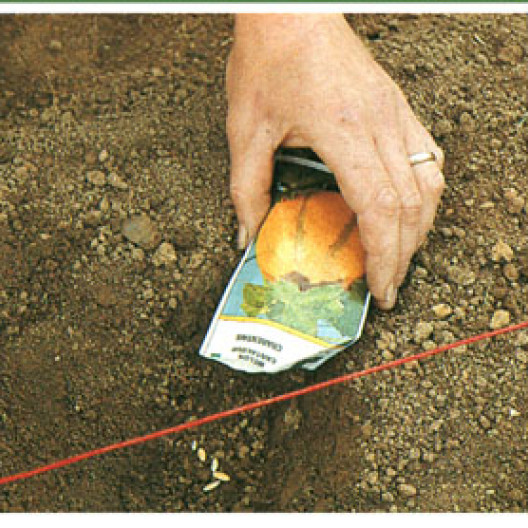 En las regiones del sur, la siembra se realiza en el suelo, en bolsas separadas unos 80 cm. Aquí, también, sembramos varias semillas.