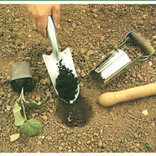 El trasplante de los baldes se hace en un hoyo excavado preferentemente con la sembradora de bulbos. Un buen topdressing es absolutamente necesario aquí.