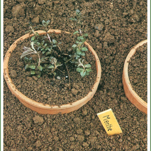 Para limitar la expansión de una planta de menta (por estolones enraizados). Es bueno plantarla en una maceta que esté enterrada.