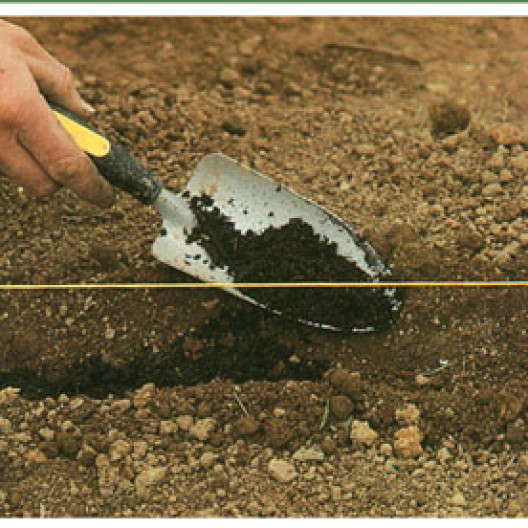 La siembra de cebollas se realiza en hileras, en un radio excavado con una pala a lo largo de una línea. Es bueno cubrir antes de sembrar.