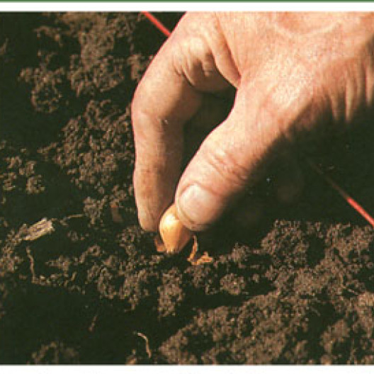 Las cebollas se pueden plantar, como el ajo, con el dedo. El relleno se hace con el pie.