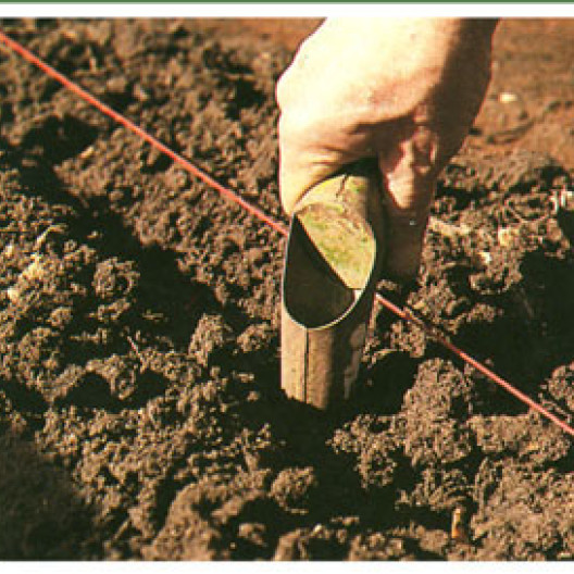 Las cebollas se plantan en hileras y se separan unos 15 cm. La maceta de punta hueca es ideal.