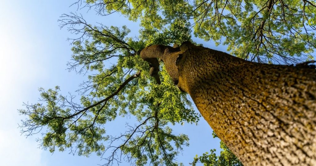 Parquet con tablones de roble: características, pros y contras de este revestimiento Parquet con tablones de roble: características, pros y contras de este revestimiento