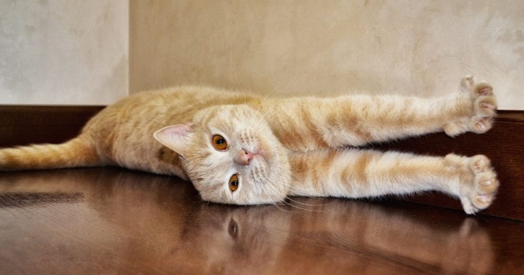 parquet barnizado contra