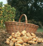 Siembra y cultivo de patatas.