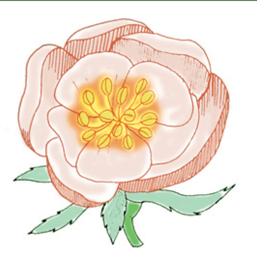 Muy cercana a la rosa silvestre, la rosa botánica se caracteriza por cinco pétalos muy abiertos.