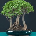 Poda de mantenimiento y pinzado de un bonsái