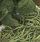 ¿Cómo cultivar frijoles? Siembra y cultivo de frijoles.